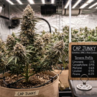 Cap Junky