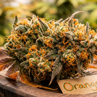 Orangegasm